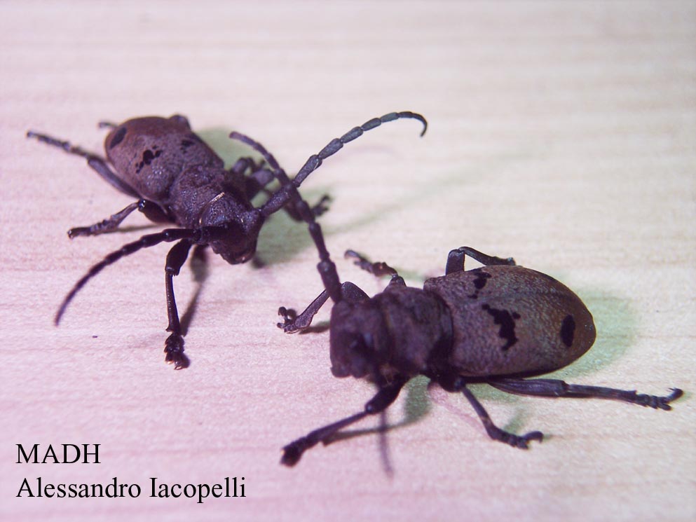 Accoppiamento di Cerambycidae - Herophila tristis